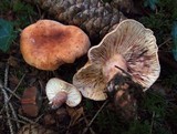 Lactarius fulvissimus image