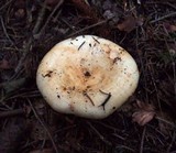Lactarius intermedius image