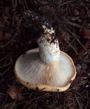 Lactarius intermedius image