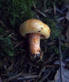 Lactarius salmonicolor image