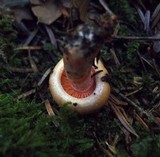 Lactarius salmonicolor image