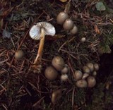 Mycena inclinata image