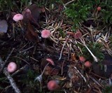 Mycena rosella image