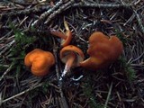 Rhodocybe nitellina image