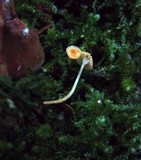 Rickenella fibula image