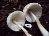 Leucocoprinus cepistipes image