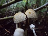 Leucocoprinus cepistipes image