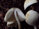 Leucocoprinus cepistipes image