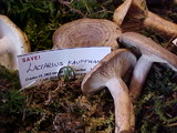 Lactarius kauffmanii image