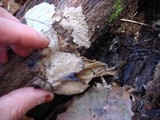 Helvella maculata image