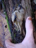 Helvella maculata image