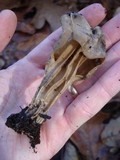 Helvella maculata image