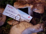 Lactarius pseudomucidus image