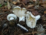 Lactarius deceptivus image