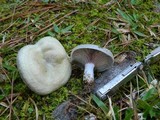 Lactarius paradoxus image