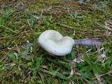 Lactarius paradoxus image