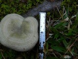 Lactarius paradoxus image