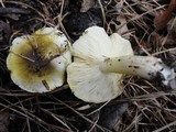 Tricholoma subsejunctum image