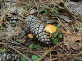 Gymnopilus penetrans image