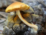 Gymnopilus penetrans image