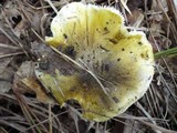 Tricholoma subsejunctum image