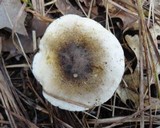 Tricholoma subsejunctum image