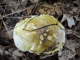 Tricholoma subsejunctum image