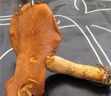 Gymnopilus sapineus image