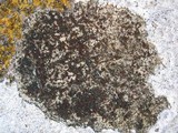 Caloplaca crenularia image