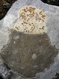 Caloplaca lactea image