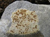 Caloplaca lactea image