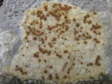 Caloplaca lactea image