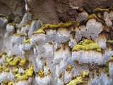 Inonotus glomeratus image