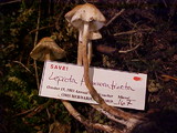 Lepiota flammeatincta image