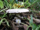Agaricus bisporus image
