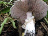 Agaricus bisporus image