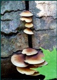 Hypholoma capnoides image