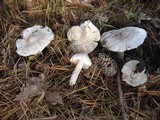 Tricholoma virgatum image