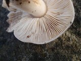 Tricholoma virgatum image