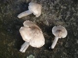 Tricholoma virgatum image