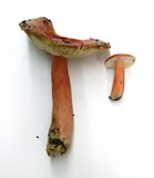 Russula sanguinaria image