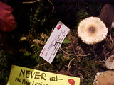 Lepiota rubrotinctoides image