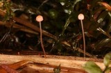 Mycena pterigena image
