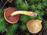 Cortinarius semisanguineus image