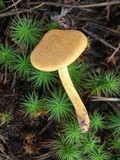 Cortinarius semisanguineus image