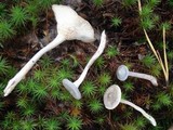 Cantharellula umbonata image