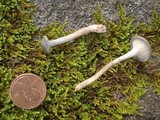 Cantharellula umbonata image