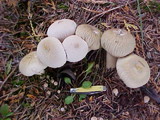 Lycoperdon nigrescens image
