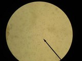 Cantharellula umbonata image