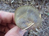 Phylloporus arenicola image